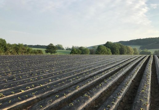 HeimatKnolle baut Süßkartoffeln im Kalletal an, Neupflanzung Sommer 2020, Jungpflanzen, Setzlinge, Regionale Süßkartoffel, Lemgo, Detmold, Bad Salzuflen, Bielefeld